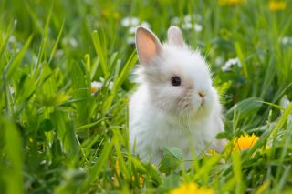 Foto: Kaninchen auf Wiese